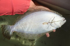 Paralichthys albigutta