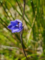 Thelymitra