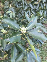 Lophostemon confertus