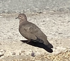 Metriopelia melanoptera