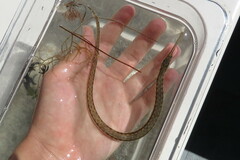 Syngnathus louisianae