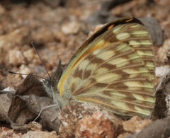 Colotis vesta