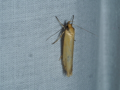 Philobota protecta