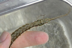 Syngnathus louisianae