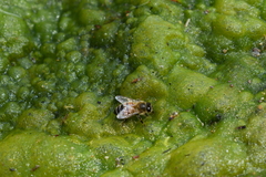 Apis mellifera