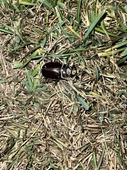 Strategus aloeus