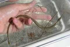 Syngnathus louisianae