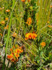 Pultenaea humilis