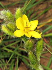 Hypoxis rigidula