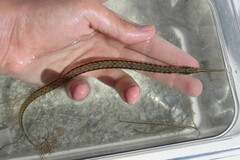 Syngnathus louisianae