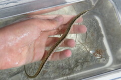 Syngnathus louisianae