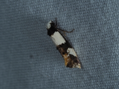 Monopis icterogastra