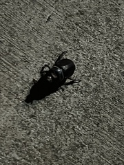 Strategus aloeus