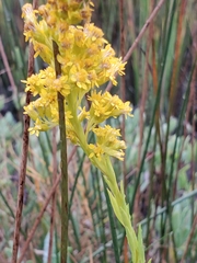 Solidago mexicana