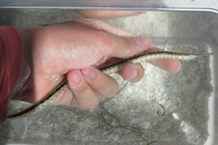 Syngnathus louisianae