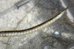 Syngnathus louisianae