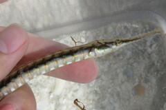Syngnathus louisianae