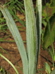 Hypoxis rigidula