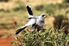 Melierax poliopterus