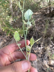 Brassica fruticulosa