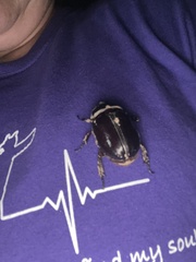 Strategus aloeus