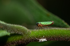Versigonalia vermiculata