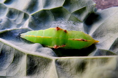Pieris rapae