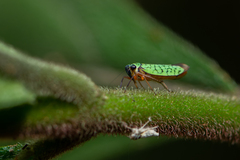 Versigonalia vermiculata