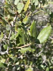 Quercus cornelius-mulleri