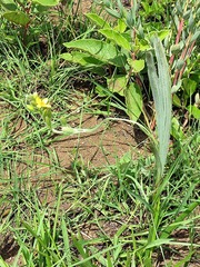 Hypoxis rigidula