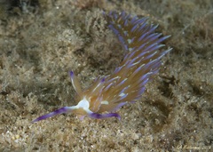 Pteraeolidia semperi