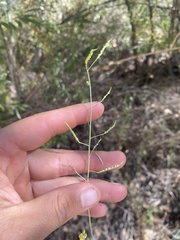 Brassica fruticulosa