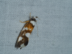 Monopis icterogastra