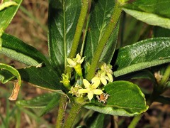 Fadogia