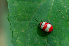 Oedionychina