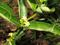 Fadogia