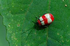 Oedionychina