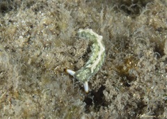 Thuridilla carlsoni