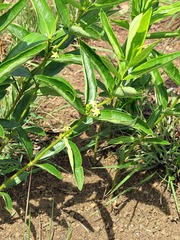 Fadogia