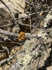 Teloschistes chrysophthalmus
