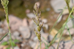 Poa