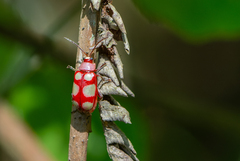 Omophoita sexnotata