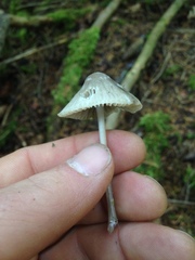 Mycena robusta