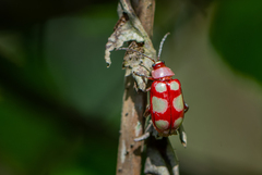 Omophoita sexnotata