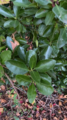 Euonymus japonicus