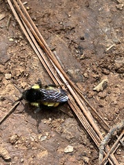 Bombus ephippiatus