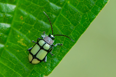Omophoita octoguttata