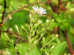 Symphyotrichum elliottii