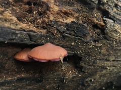 Galerina marginata