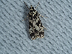 Eudonia aphrodes